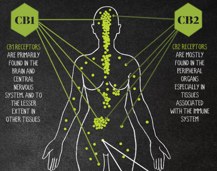New Evidence for CBD-Aloe Vera and Chronic Pain  Desert Harvest Europe