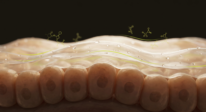 What Is the Bladder's GAG Layer? A Plain-English Guide
