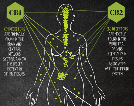 New Evidence for CBD-Aloe Vera and Chronic Pain