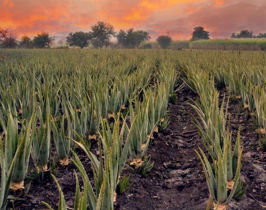 Aloe Vera and Anthraquinones: What You Need to Know